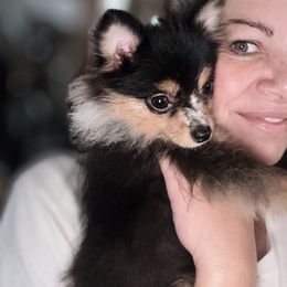 Ozzy - Pomeranian