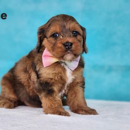 Cockapoo Puppies from Raven Oak's Mini Cockapoos