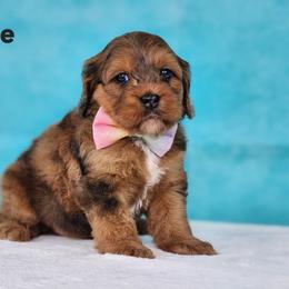 Cockapoo Puppies from Raven Oak's Mini Cockapoos