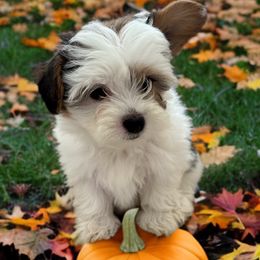 Jack - Morkie puppy from Sabrina's Morkie Poo’s