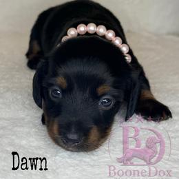 Dawn - Black and tan female Dachshund puppy in Lexington, Oklahoma from BooneDox Miniature Dachshunds