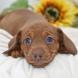 Rusty AKC - Red male Dachshund puppy in Coweta, Oklahoma from Sunnyside Dachshunds