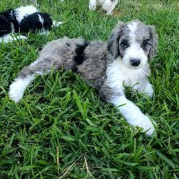 Aussiedoodle Puppies from Southwest Florida Doodles
