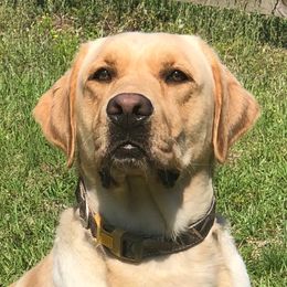 Rosco - Labrador Retriever