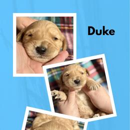 Duke - Apricot male Goldendoodle puppy in Bluefield, Virginia from Love on a Leash