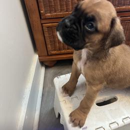 Boy 5 - Fawn male Boxer puppy in Staatsburg, New York from Rumors of Luv Boxers