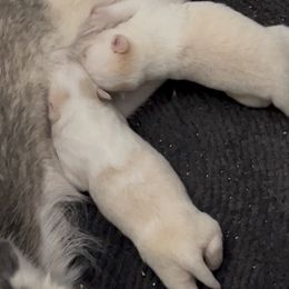 Girl one - White female Pomsky puppy in Sacramento, California from 916 Pomskies