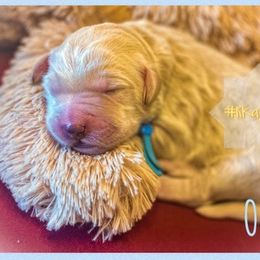 Goldendoodle Puppies from RKay K9s
