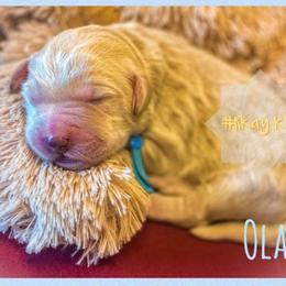 Goldendoodle Puppies from RKay K9s