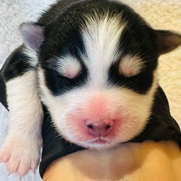 Memphis - Black female Pomsky puppy in Mc Minnville, Oregon from West Coast Pomskies
