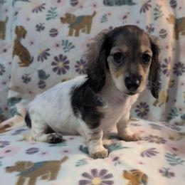 Nectarine the cream sable piebald girl - Sable female Dachshund puppy in Pelion, South Carolina from Doitsujin Dachshunds