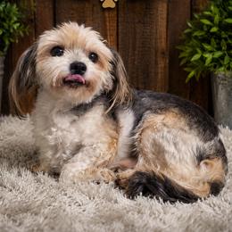 Prince - Morkie