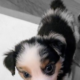 Aussiedoodle, Australian Shepherd, and Golden Retriever Puppies from Hope & Joy Acres