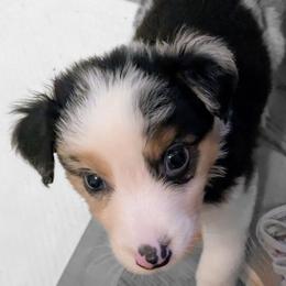 Aussiedoodle, Australian Shepherd, and Golden Retriever Puppies from Hope & Joy Acres