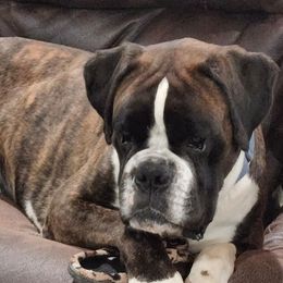 Lopsy - Boxer