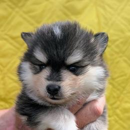 Hickory - 1800 - Black and white male Pomsky puppy in Spring Hill, Florida from www.PuppyTimeEmporium.com