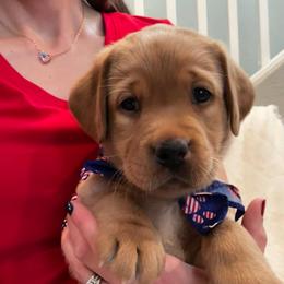 Independence (Indy) - Yellow female Labrador Retriever puppy in Queen Creek, Arizona from Lucy’s Labradors