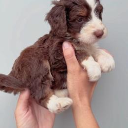 Ruth - Red tri-color female Aussiedoodle puppy in Orland, California from Shockley’s Elite Doodles