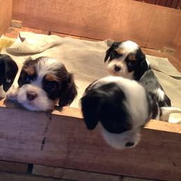 Cavalier King Charles Spaniel Puppies from Cocoa Cavaliers