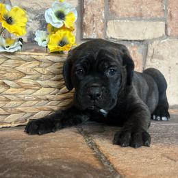 Brown collar - Chestnut brindle male Cane Corso puppy in Tucson, Arizona from Cane Corso Friends