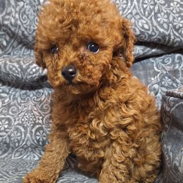 Girl 1 - Red  female Poodle puppy in Pottersville, Missouri from Christina Miller's Poodles
