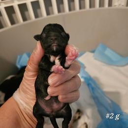 2nd born girl - Black and white female Shih Tzu puppy in Havelock, North Carolina from Sugar Paws Heavenly Shih Tzu’s