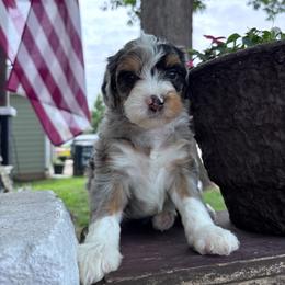 Posey - Merle female Bernedoodle puppy in Rising Sun, Indiana from Ruby Lane Doodles