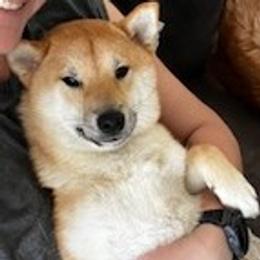 Shiba Inu puppies from Trina Burt
