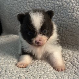 Goldy - Chocolate parti male Pomeranian puppy in Kansas City, Missouri from S&K Pomeranians