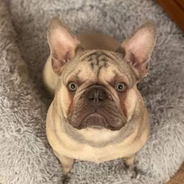 French Bulldog Puppies from Sophie Marie's Frenchies