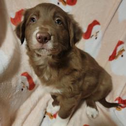 Rocket - White and red male Border Collie puppy in Watsontown, Pennsylvania from Kate Gresham