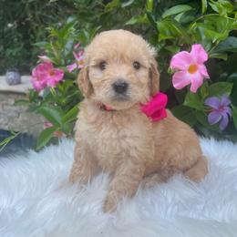 Paisley - Cream female Goldendoodle puppy in The Woodlands, Texas from Gracie's Goldendoodles and Bernedoodles