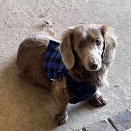 Hank - Dachshund