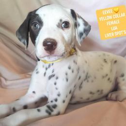 Eevee (Yellow collar) LUA - White and liver brown female Dalmatian puppy in Raymondville, Missouri from Wagner's Dalmatian's