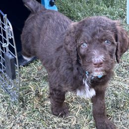 Bernedoodle Puppies from Grandview Bernedoodles