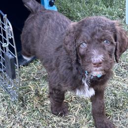 Bernedoodle Puppies from Grandview Bernedoodles