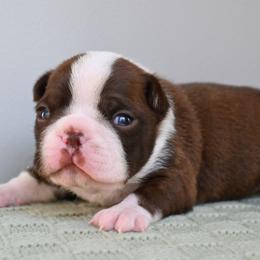 Biscoff - Seal and white male Boston Terrier puppy in Plymouth, New Hampshire from Punk Kennels