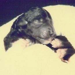 Bedlington Terrier Puppies from Lucy Heyman's Bedlington Terriers