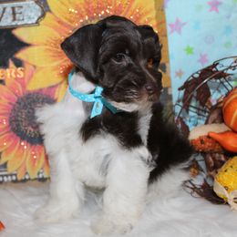 Runt - Parti male Miniature Schnauzer puppy in Gary, Texas from Beards Little Schnauzers