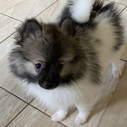 Pomeranian Puppies from Jonna's Poms