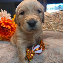 Lime green - Golden male Golden Retriever puppy in Bonanza, Oregon from Gold 'N Dust Ranch