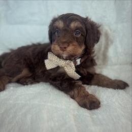 TWIX - Brown and white male Aussiedoodle puppy in Houston, Texas from Jomelkin Furry Pals