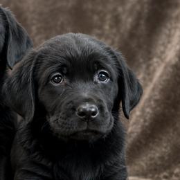 Girl 2 - Black female Labrador Retriever puppy in Nevada from Battleborn Labradors