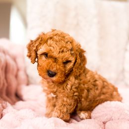 Lorelai - Apricot female Cavapoo puppy in Shelley, Idaho from Grace's Puppies