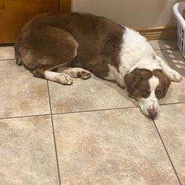 Cova - Australian Shepherd