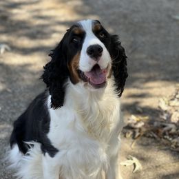 Tori - English Springer Spaniel