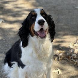 Tori - English Springer Spaniel