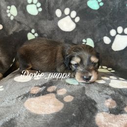 Snickers - Dachshund puppy from Doxie_pupps