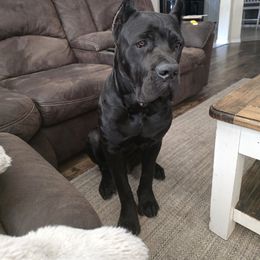 El Jefe De La Muerte - Cane Corso