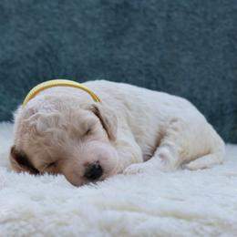 Lady - Parti female Goldendoodle puppy in Cherry Creek, New York from Doodles Pups of NY